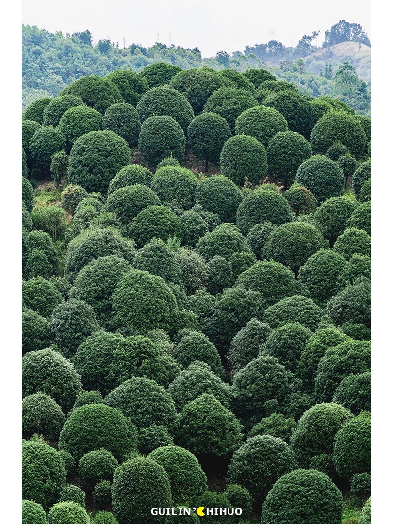 Osmanthus cultivés sur les collines autour de Guilin