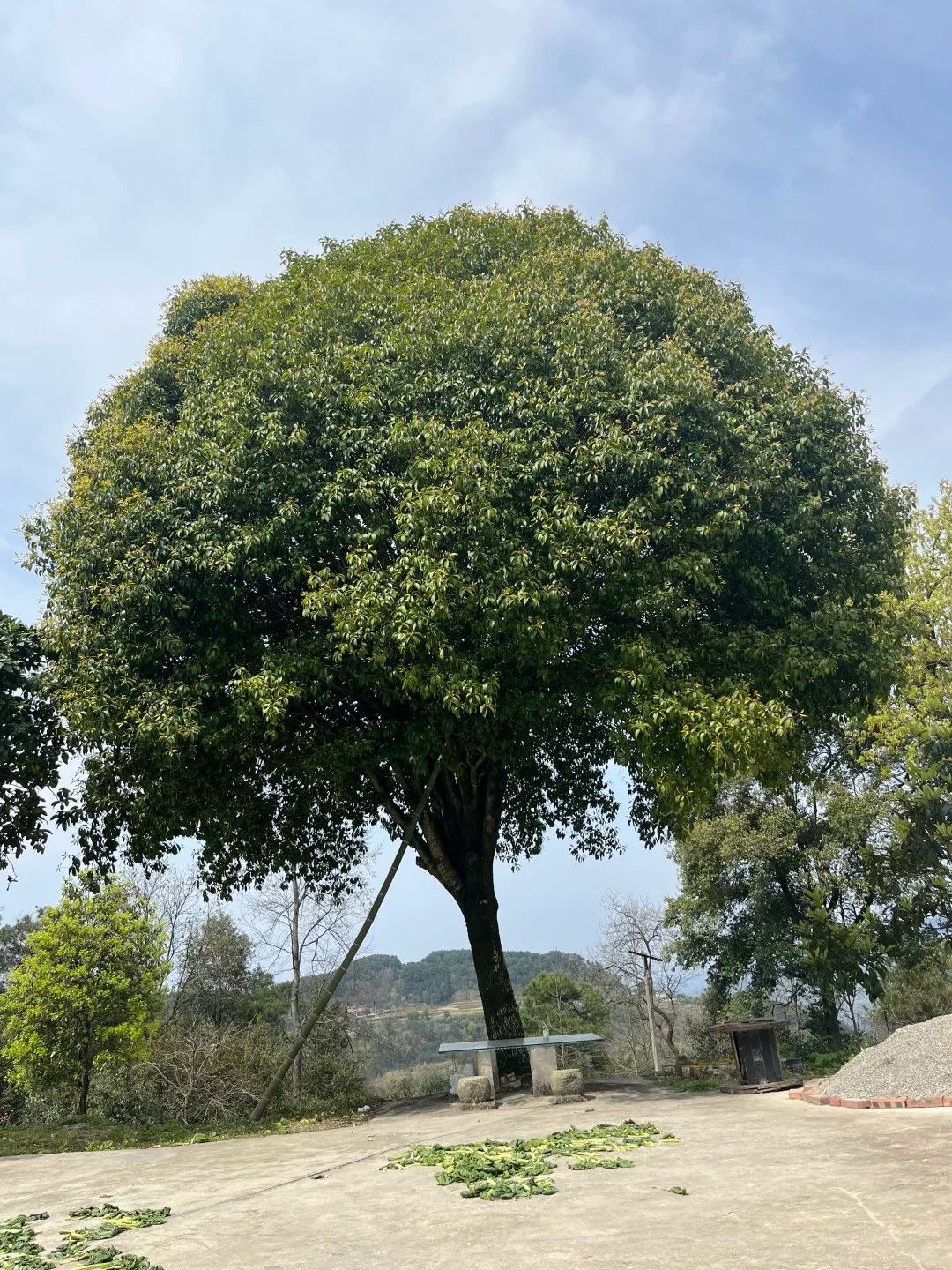 Grand osmanthus à Guilin