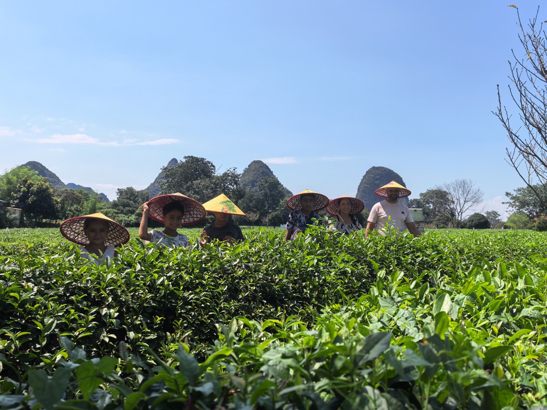 Plantation de thé à Guilin